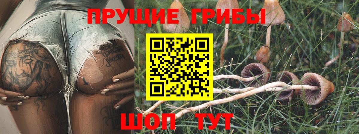 Псилоцибиновые грибы Psilocybe Кизляр